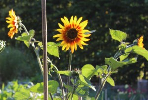 sunflower2