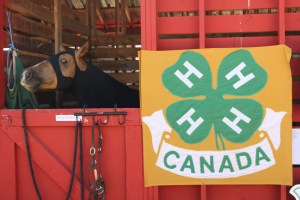 4-H Canada