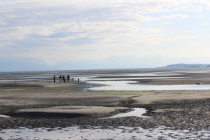 humans drawn to scale