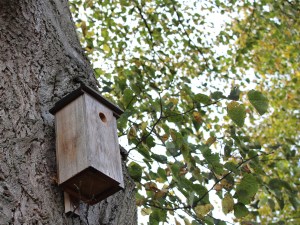 birdhouse 1