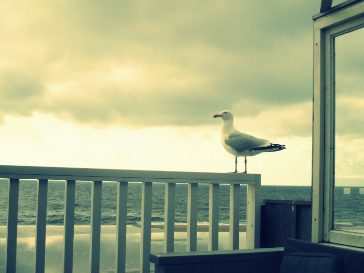 seagull Texel