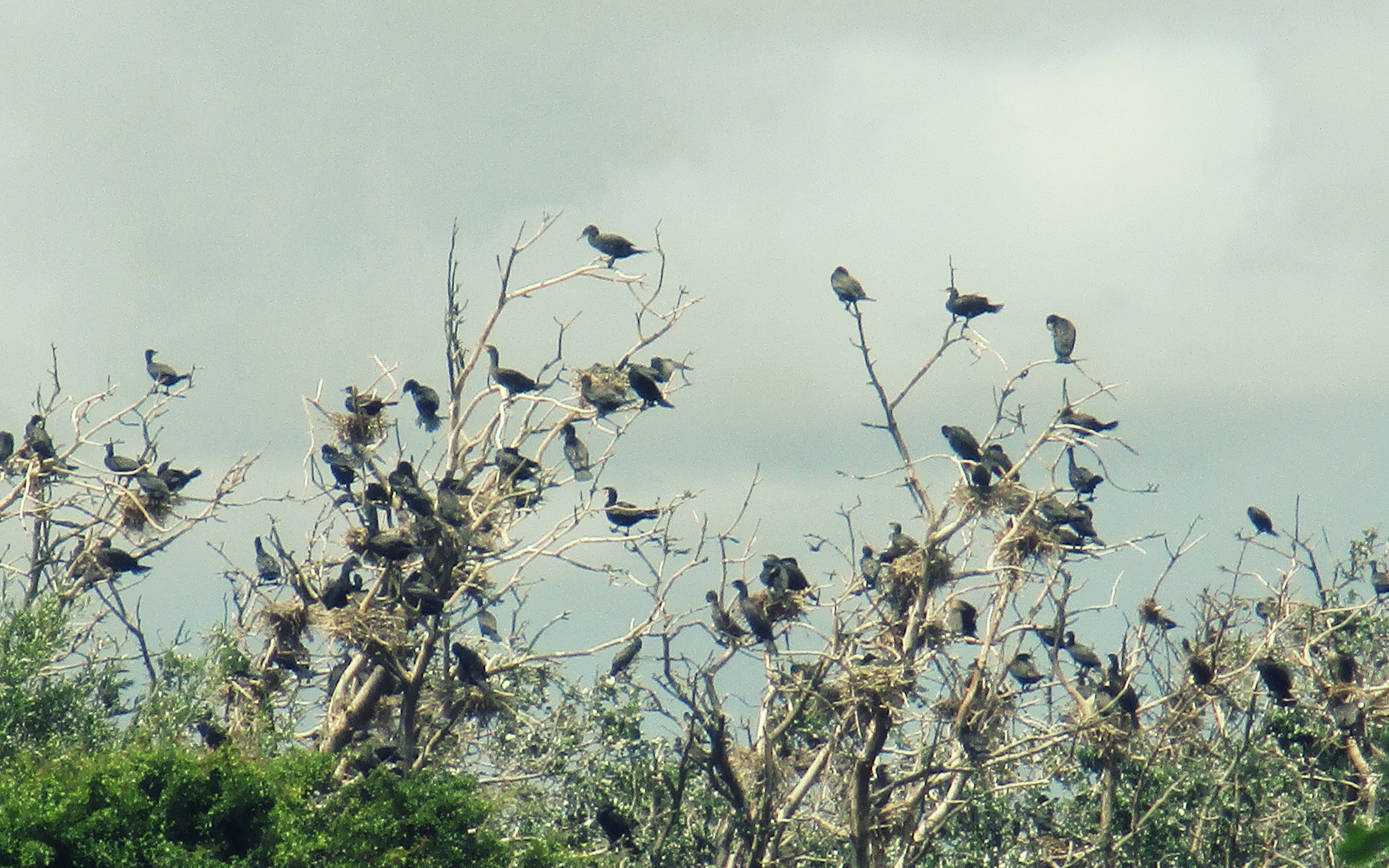 birds near Castricum