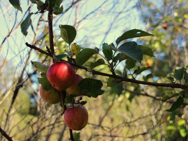 washington-apples