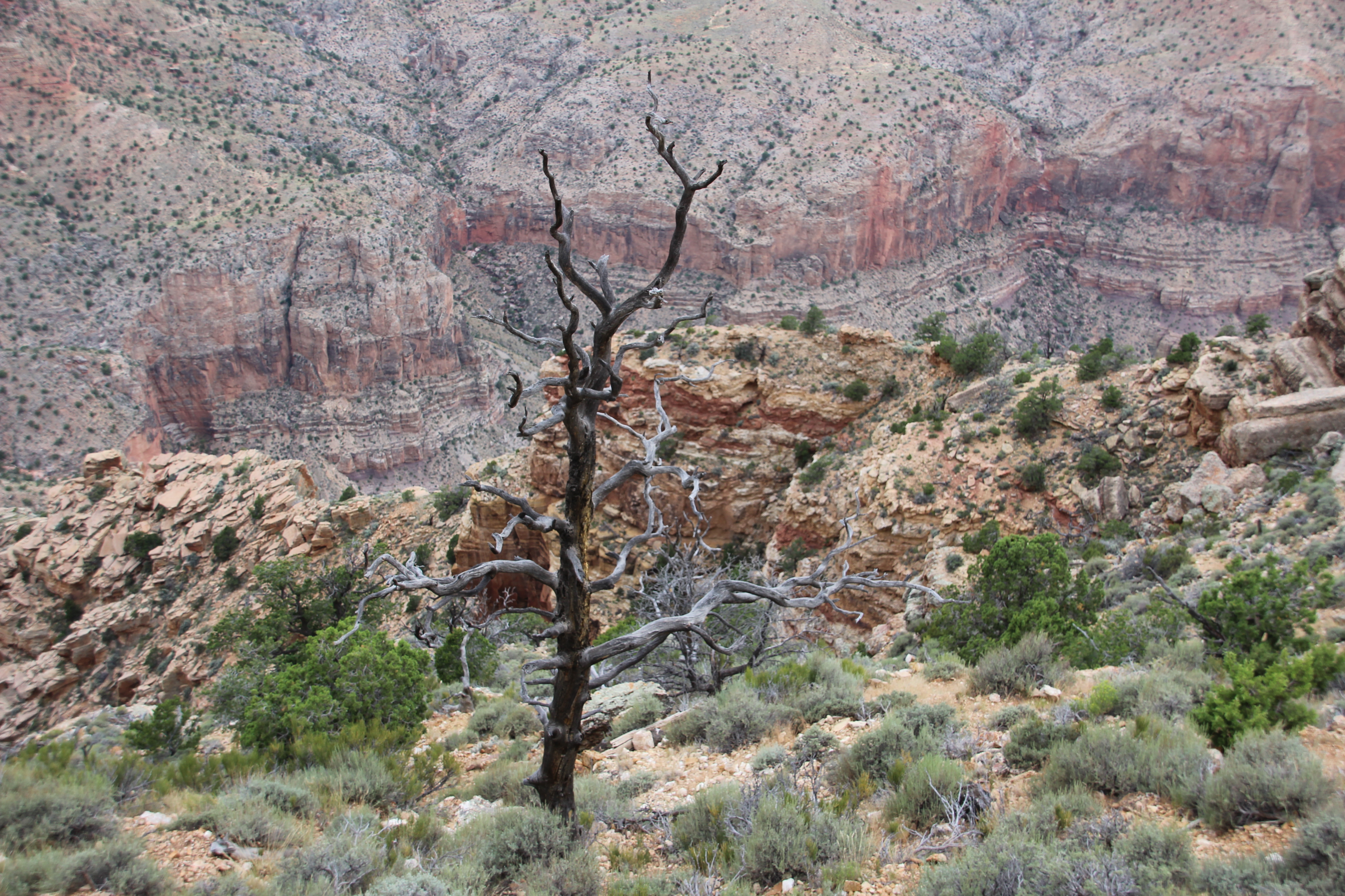 lonely tree