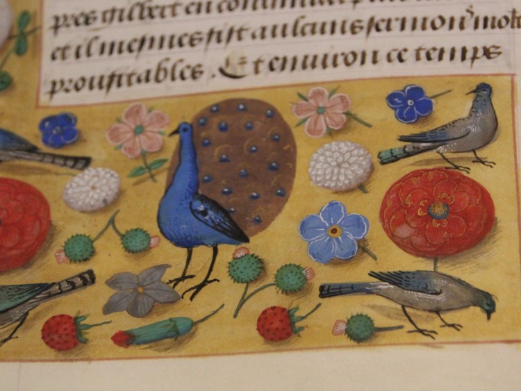 various birds of ones yard