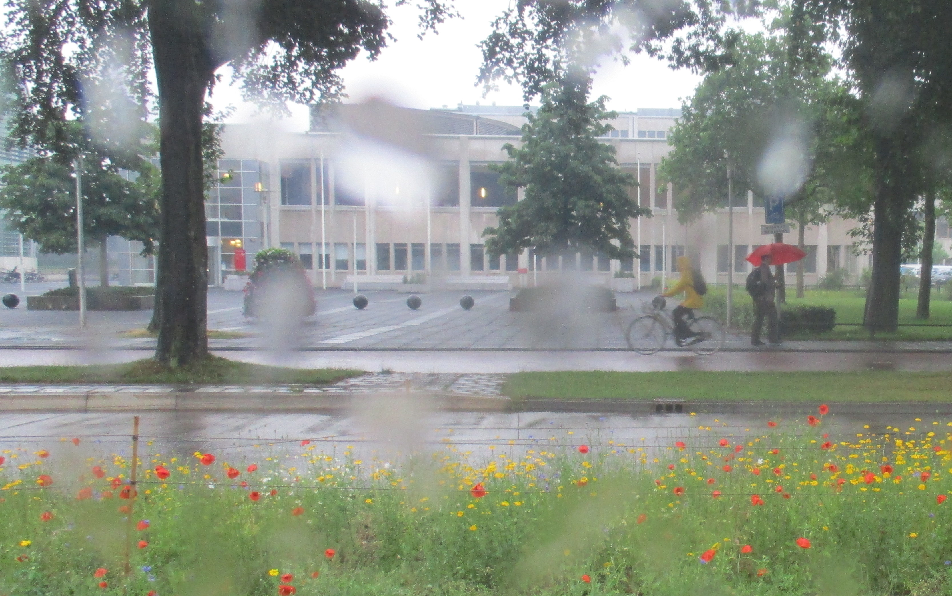 Radboud in the rain