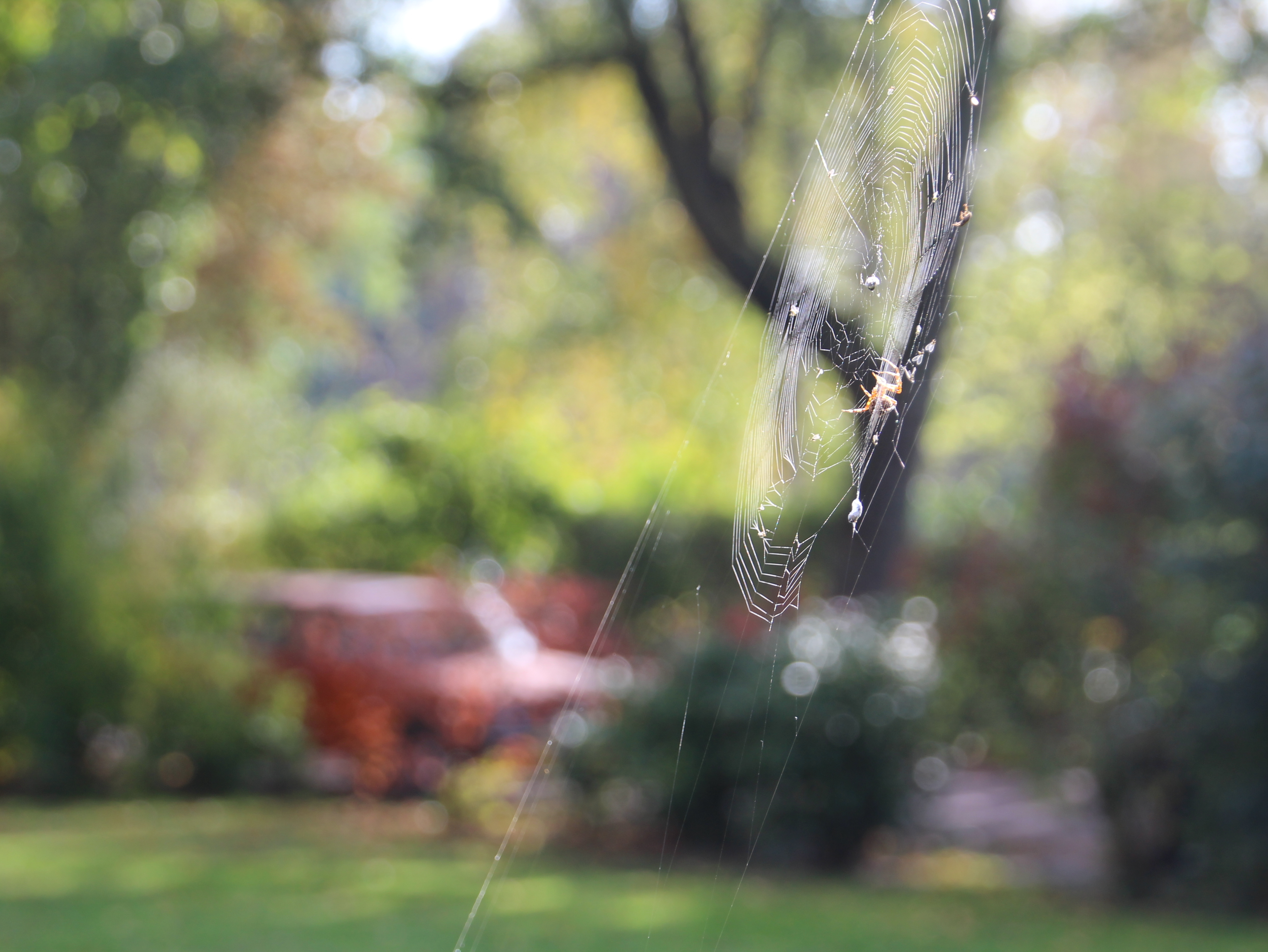 web