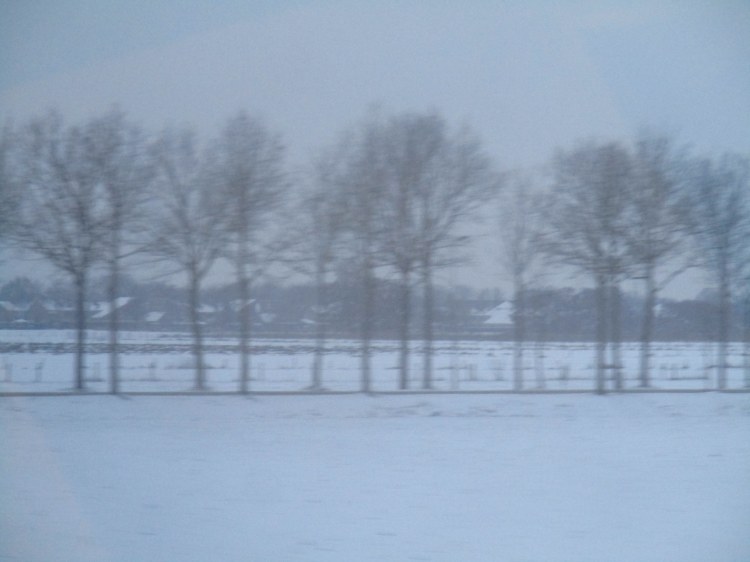 winter trees