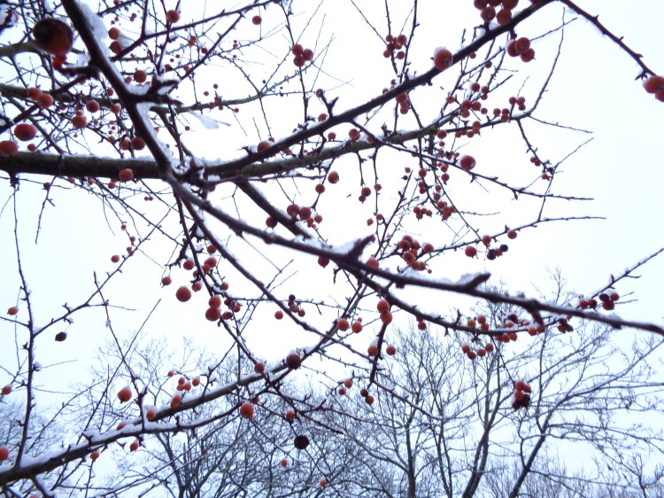 winter berries