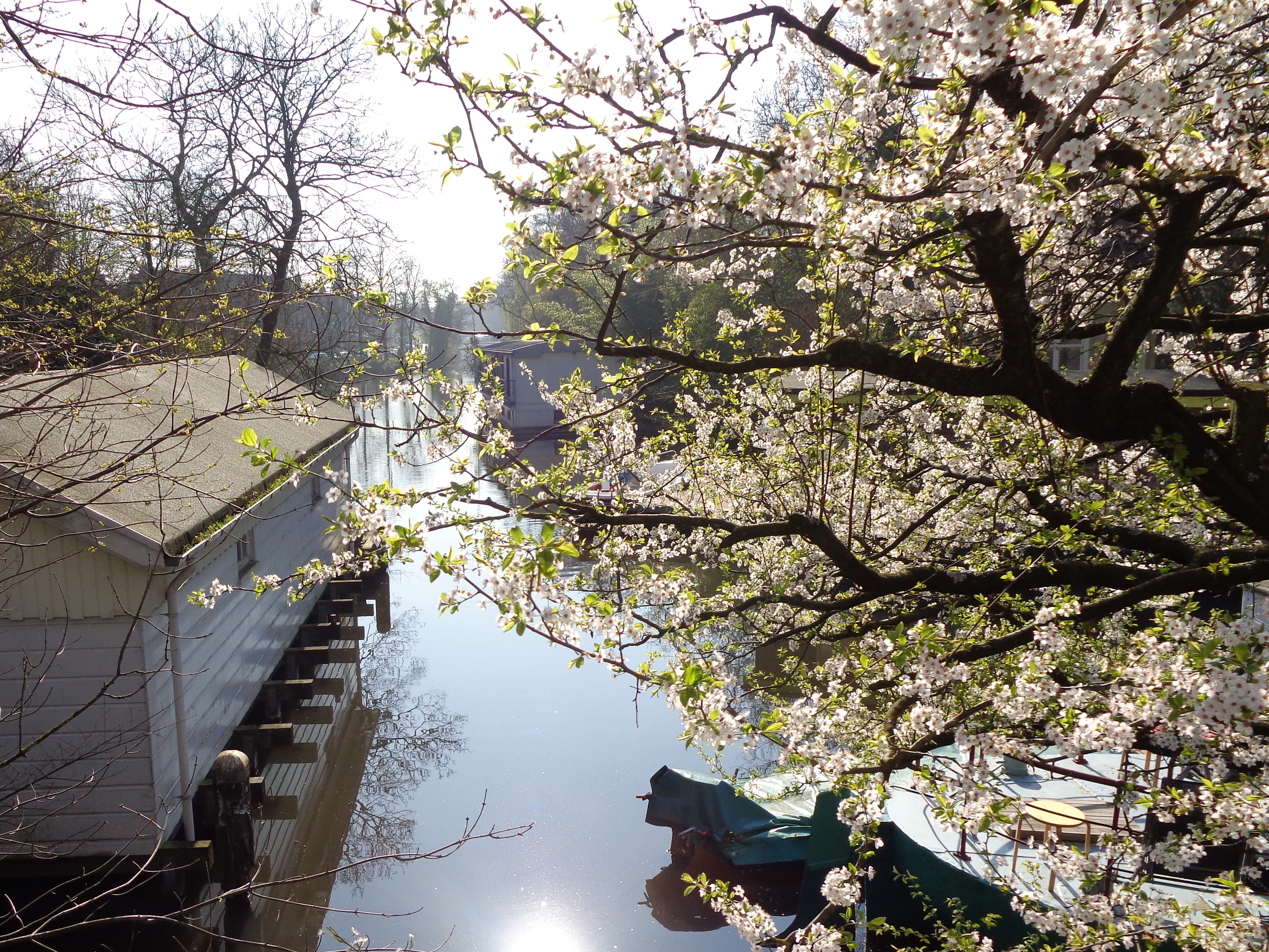 houseboats and blossoms