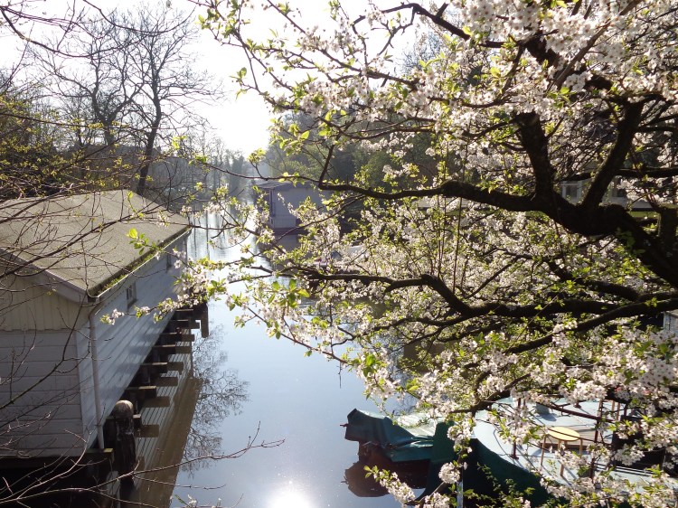 houseboats and blossoms