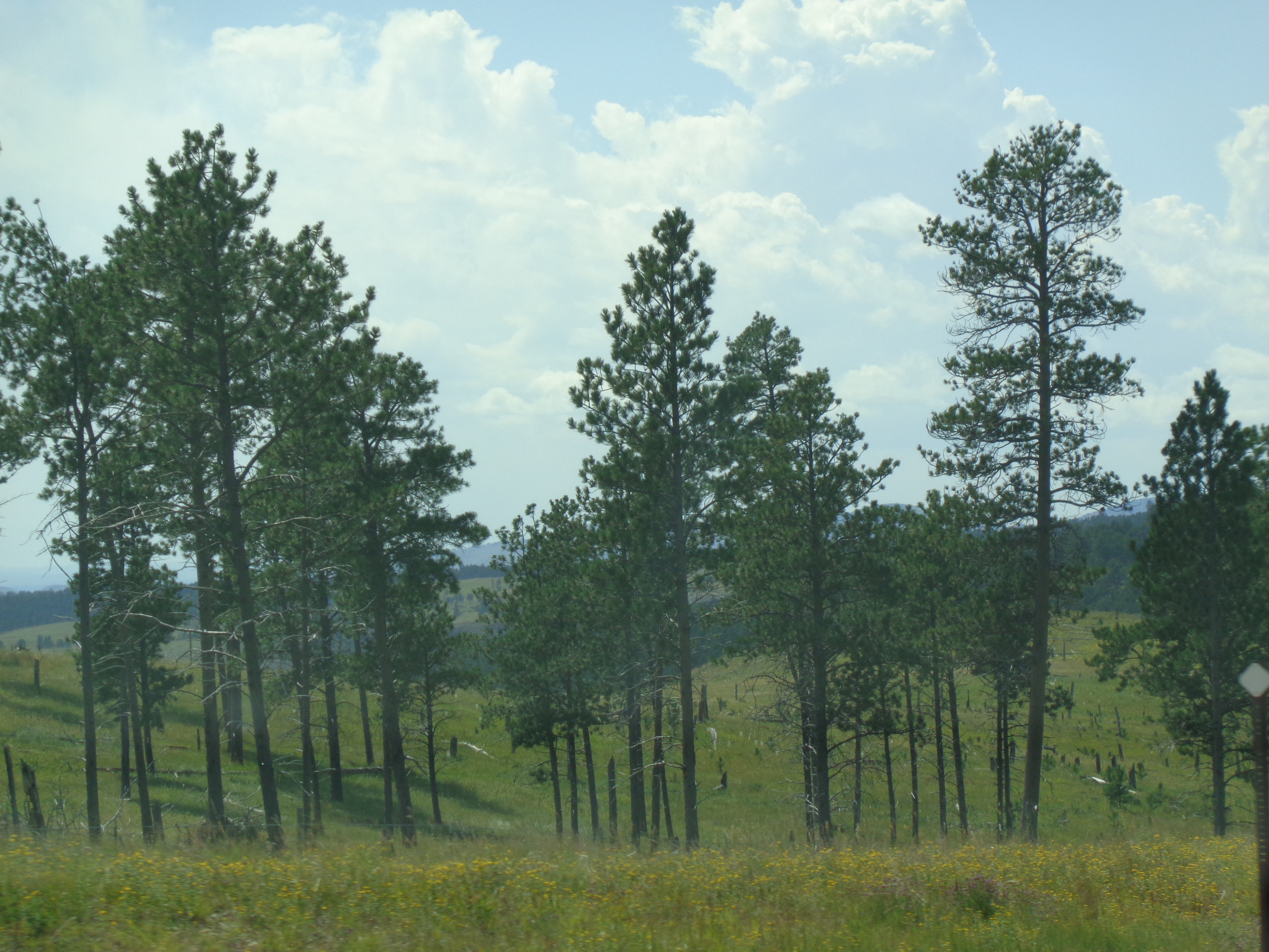 blue trees