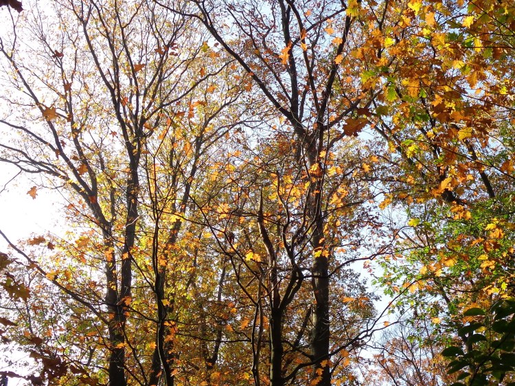 burning but not consumed