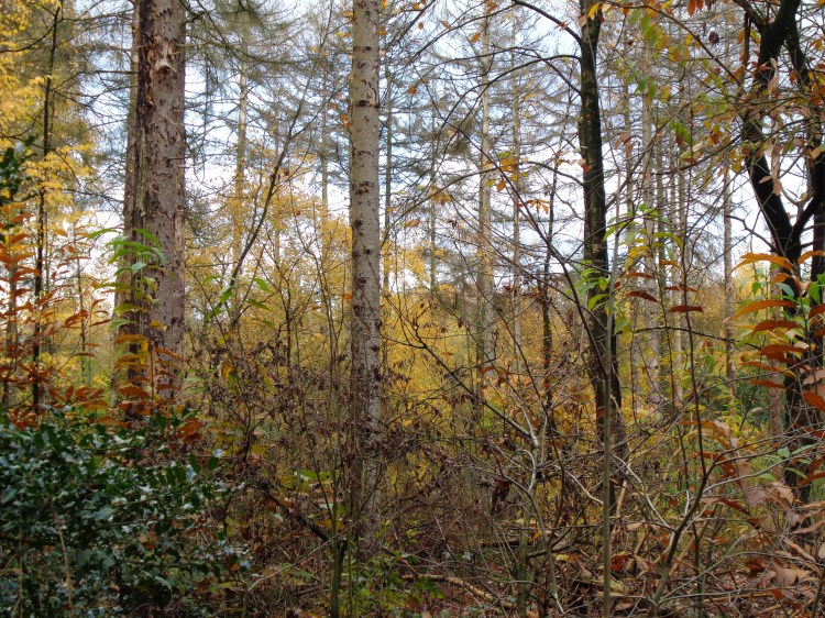 Prelude to Thanksgiving